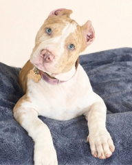 Puppy Love CBD Dog Tincture